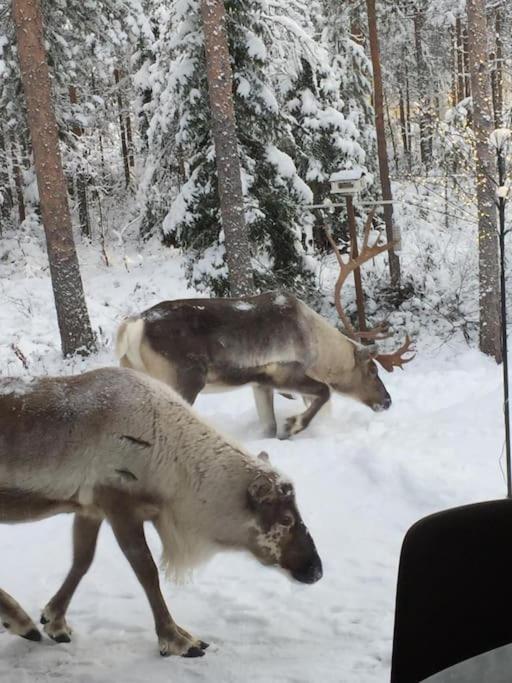 Arctic Circle Guesthouse Rovaniemi Esterno foto
